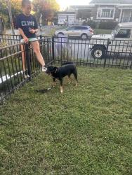 Found/Stray Male Dog last seen Near block chamberlain ave, Chattanooga, TN 37404