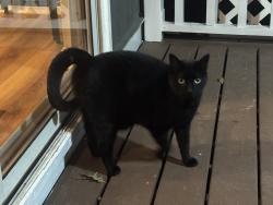 Reunited Unknown Cat last seen Near Beech Acres Park, Anderson Township, OH 45230