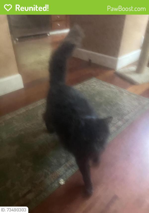 Reunited Male Cat last seen Near Block W. Micheltorena, Santa Barbara, CA 93101