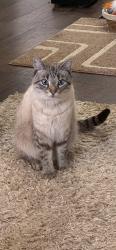 Lost Male Cat last seen Delhi park first shelter, Delhi Township, OH 45238