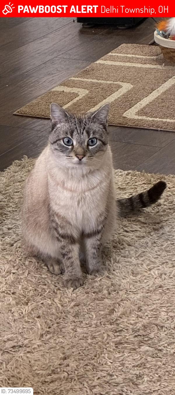 Lost Male Cat last seen Delhi park first shelter, Delhi Township, OH 45238