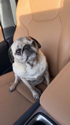 Reunited Female Dog last seen Marsh Ln and Parker Rd, Carrollton, TX 75093