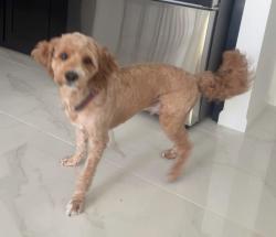 Reunited Male Dog last seen Near, Rio Rancho, NM 87174