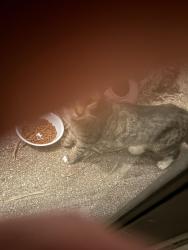Found/Stray Unknown Cat last seen Rattlesnake Hammock, East Naples, FL 34113