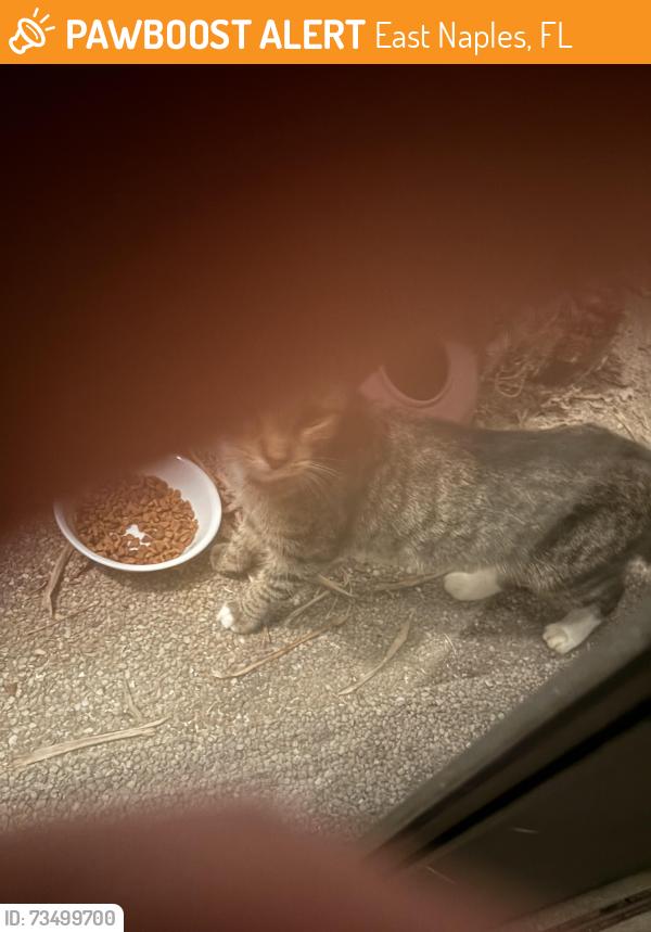 Found/Stray Unknown Cat last seen Rattlesnake Hammock, East Naples, FL 34113