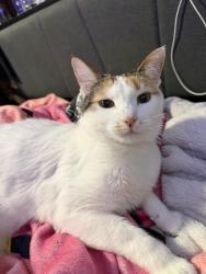 Lost Female Cat last seen University and Maine st, Fridley, MN 55421