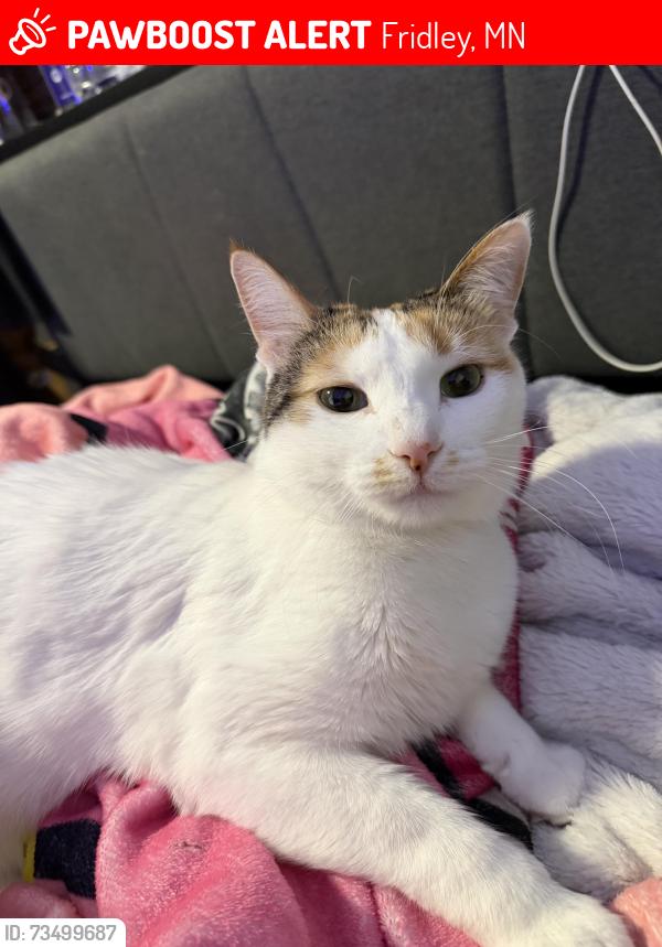 Lost Female Cat last seen University and Maine st, Fridley, MN 55421