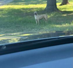 Found/Stray Unknown Dog last seen silver spring rd, Whitsett, NC 27377