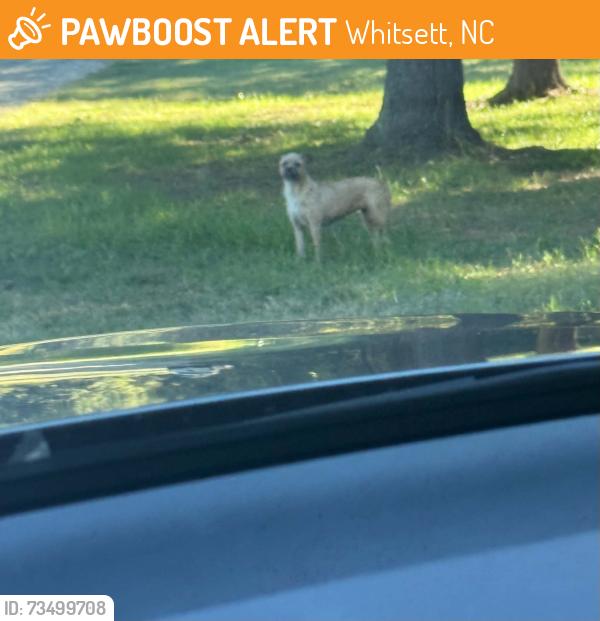 Found/Stray Unknown Dog last seen silver spring rd, Whitsett, NC 27377