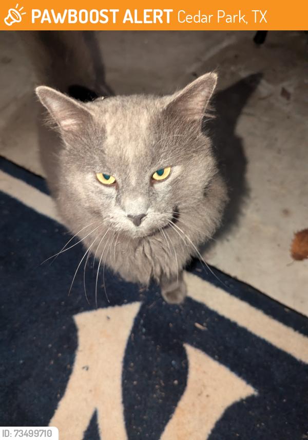 Found/Stray Unknown Cat last seen Baghdad, Cedar Park, TX 78613