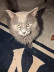 Found/Stray Unknown Cat last seen Baghdad, Cedar Park, TX 78613