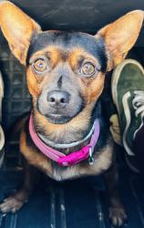 Reunited Male Dog last seen Pine Woods Church Rd. Thomasville, NC., Thomasville, NC 27360