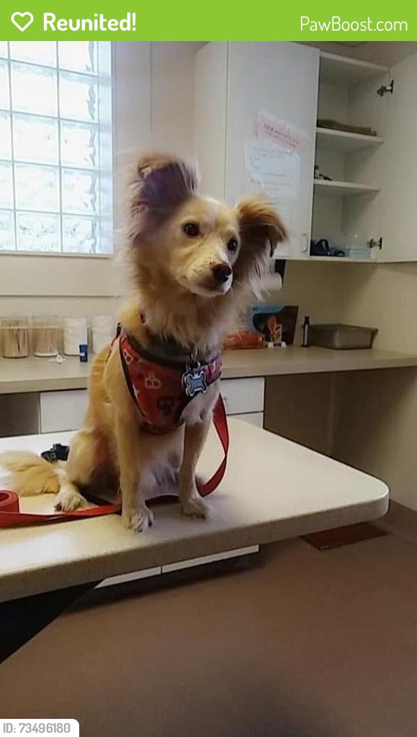 Reunited Male Dog last seen Near S Stuart Way, Denver, CO 80219, USA, Denver, CO 80219