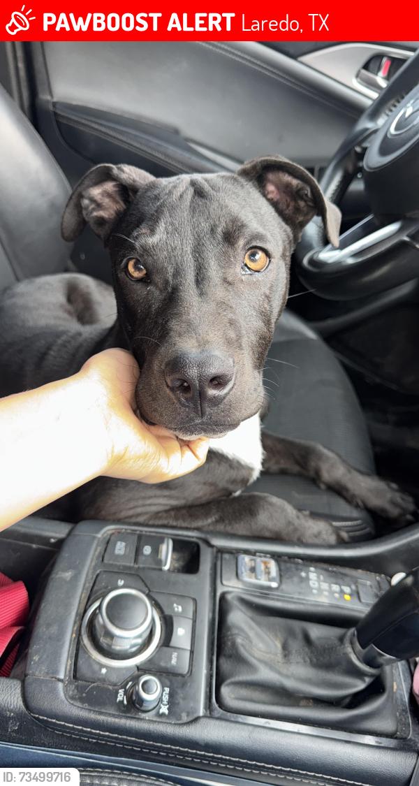 Lost Male Dog last seen San eduardo ave & lyon st, Laredo, TX 78040