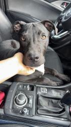 Lost Male Dog last seen San eduardo ave & lyon st, Laredo, TX 78040