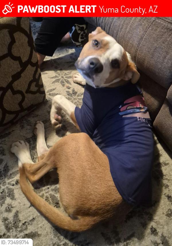 Lost Male Dog last seen West cocopah, Yuma County, AZ 85350