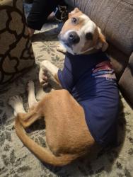 Lost Male Dog last seen West cocopah, Yuma County, AZ 85350