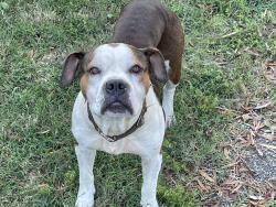 Found/Stray Male Dog last seen Moore Rd., Chattanooga, TN 37411
