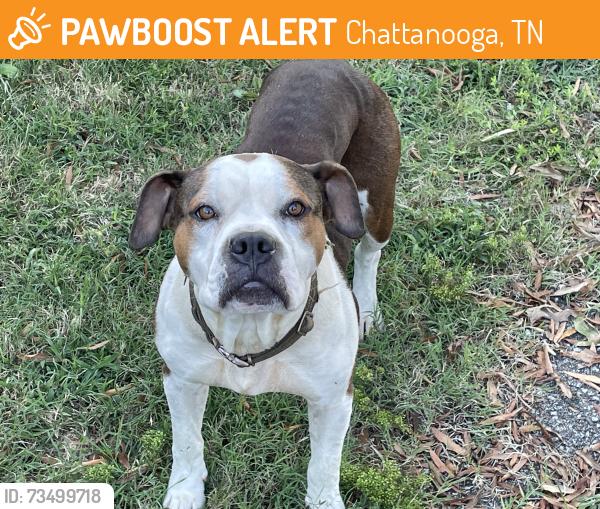Found/Stray Male Dog last seen Moore Rd., Chattanooga, TN 37411