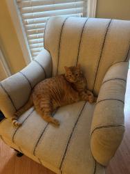 Lost Male Cat last seen Oak Grove and LaVista, Decatur, GA 30033