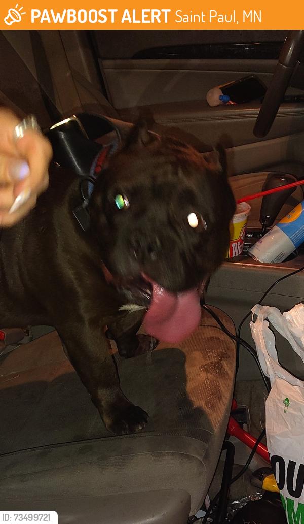 Found/Stray Male Dog last seen Orange and Payne avenue, Saint Paul, MN 55130