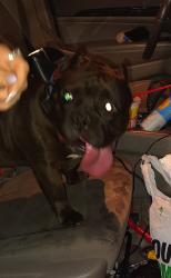 Found/Stray Male Dog last seen Orange and Payne avenue, Saint Paul, MN 55130
