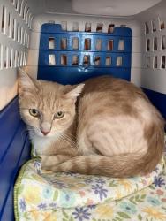 Lost Male Cat last seen 51st and Malcolm, Philadelphia, PA 19143