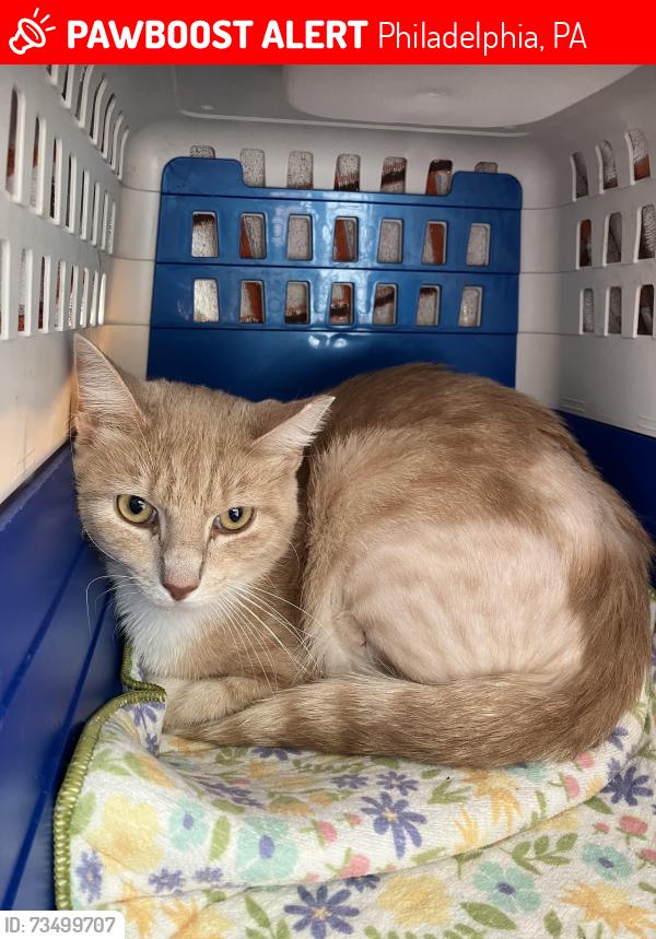 Lost Male Cat last seen 51st and Malcolm, Philadelphia, PA 19143
