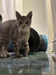 Found/Stray Unknown Cat last seen Santa Fe & Covell, Edmond, OK 73003