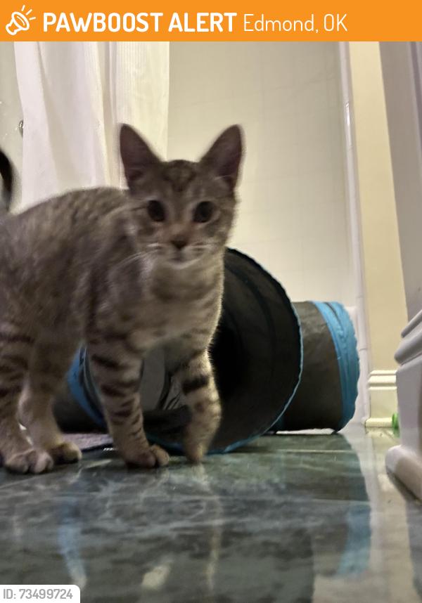 Found/Stray Unknown Cat last seen Santa Fe & Covell, Edmond, OK 73003