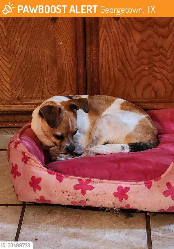 Found/Stray Male Dog last seen Near Ironhorse Trail, Georgetown, TX 78626