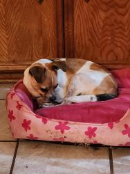 Found/Stray Male Dog last seen Near Ironhorse Trail, Georgetown, TX 78626