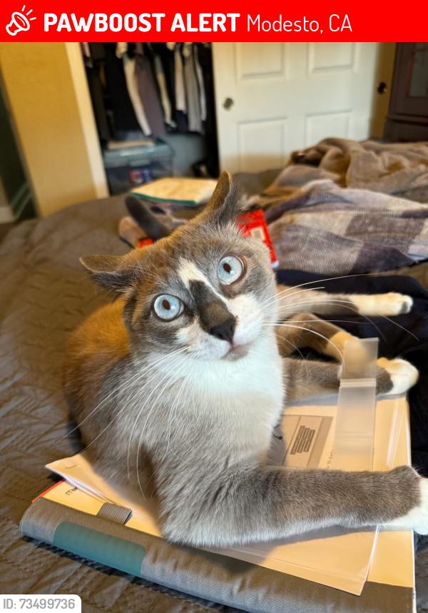 Lost Male Cat last seen Aristides St, Modesto, CA 95355