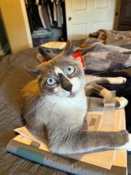Lost Male Cat last seen Aristides St, Modesto, CA 95355