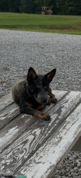 Lost Male Dog last seen Noah Curtis ST, Shannon, MS 38868