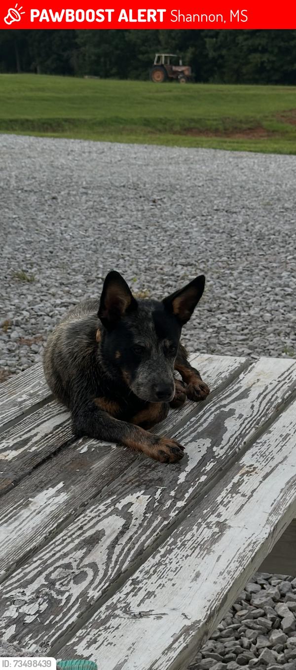 Lost Male Dog last seen Noah Curtis ST, Shannon, MS 38868