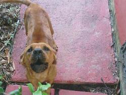 Shelter Stray Male Dog last seen Near BLOCK NW 7 CT, FORT LAUDERDALE FL 33311, 2400 SW 42nd St, Fort Lauderdale, FL 33312, USA