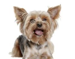 Reunited Female Dog last seen Ariel heights Summerlin, Las Vegas, NV 89138