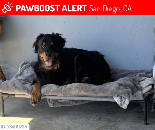 Lost Male Dog last seen Near Springfield st San Diego ca 92114, San Diego, CA 92114