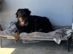 Lost Male Dog last seen Near Springfield st San Diego ca 92114, San Diego, CA 92114