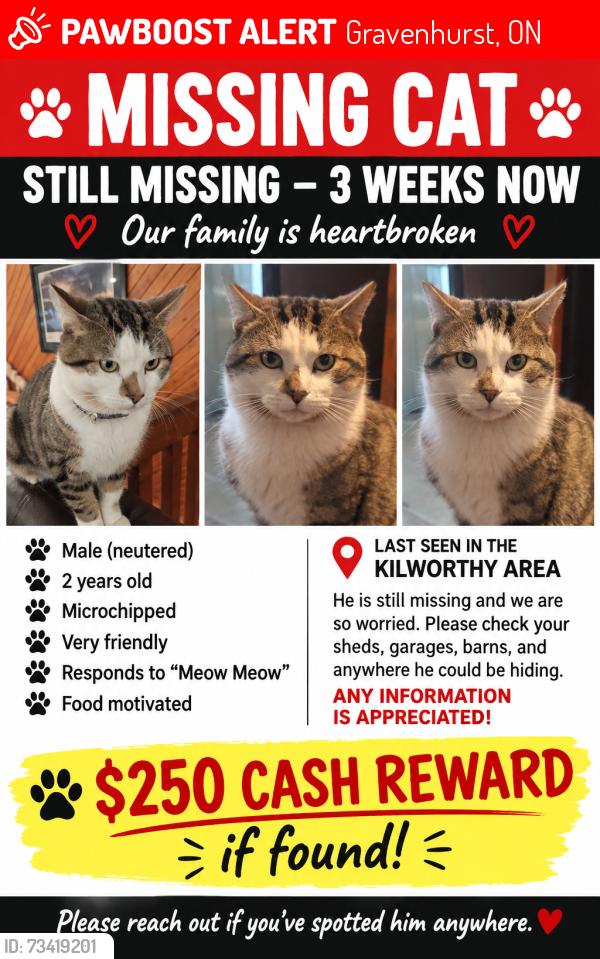 Lost Male Cat last seen Kilworthy, Gravenhurst, ON 