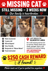 Lost Male Cat last seen Kilworthy, Gravenhurst, ON 