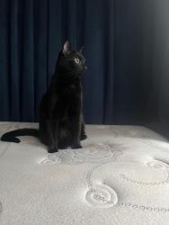 Reunited Male Cat last seen Across Mellow bar on Sullivan St. joining Prince St., New York, NY 10012