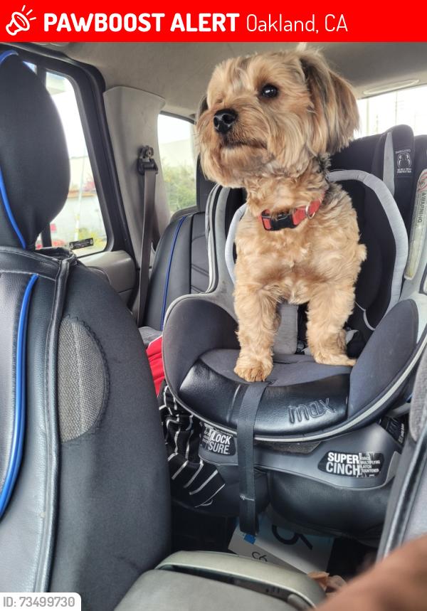 Lost Male Dog last seen Hawley and 70th, Oakland, CA 94621