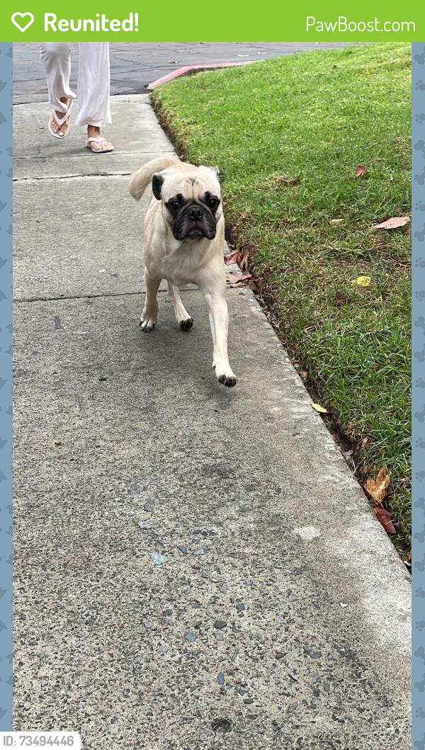 Reunited Male Dog last seen Navajo Rd and Jaffe Ct, San Diego, CA 92119