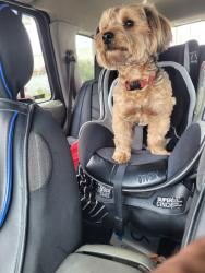 Lost Male Dog last seen Hawley and 70th, Oakland, CA 94621