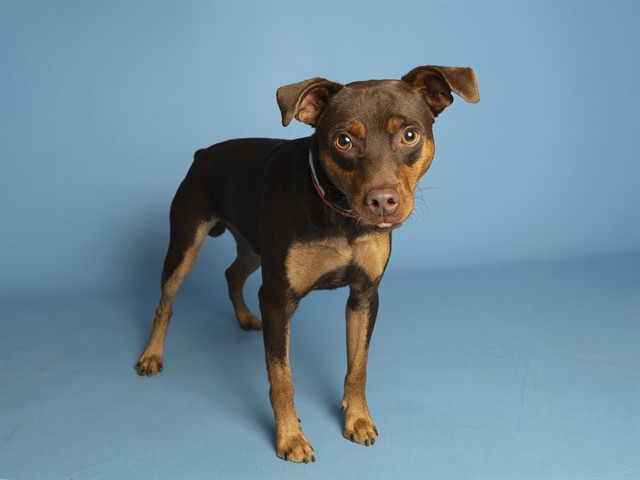 Shelter Stray Male Dog last seen Near BLOCK E LARKSPUR DR, 5501 E Van Buren St, Phoenix, AZ 85008, USA