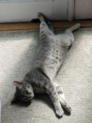 Reunited Male Cat last seen 30th Ave SW and SW Brandon Street, Seattle, WA 98126
