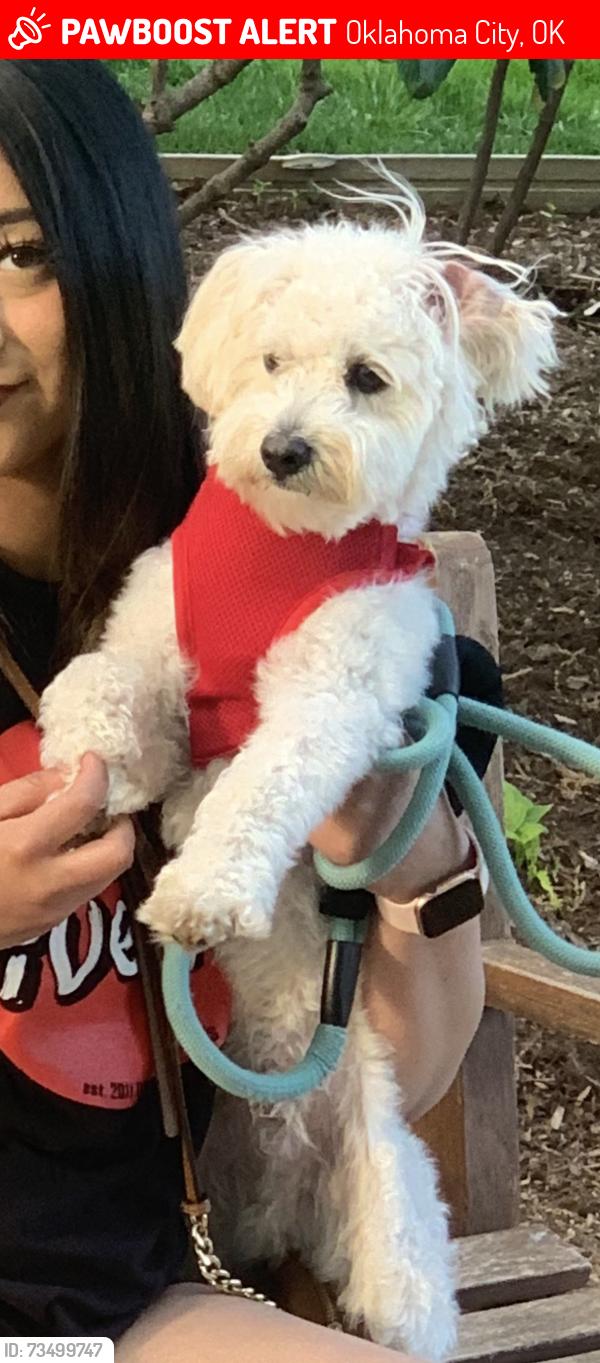 Lost Male Dog last seen Nw 16th St, Oklahoma City, Oklahoma, Usa, Oklahoma City, OK 73107