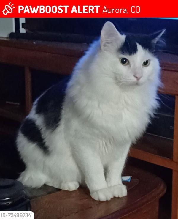 Lost Male Cat last seen Quentin St and 11th St, Aurora, CO 80011